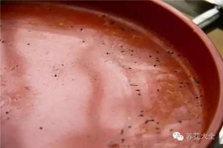 小黑飛如何根治