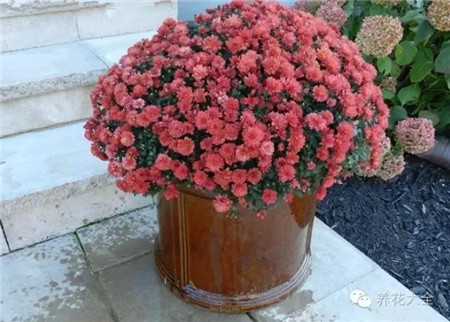 小黑飛如何預(yù)防