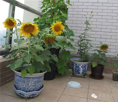 向日葵養(yǎng)護