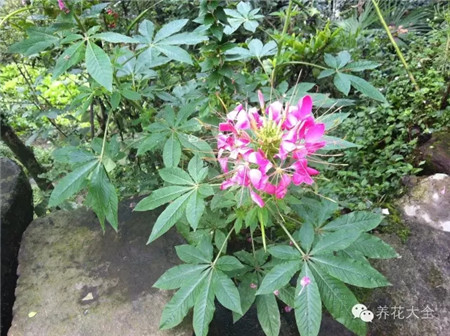 醉蝶花養(yǎng)護