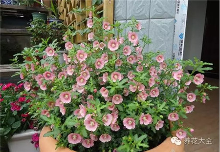 小木槿養(yǎng)護