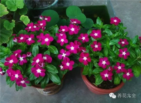 長春花養(yǎng)護