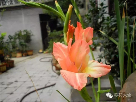 唐菖蒲養(yǎng)護