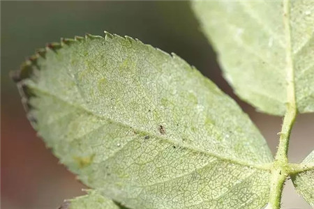 掌握這5點，養(yǎng)花再也不招蟲！