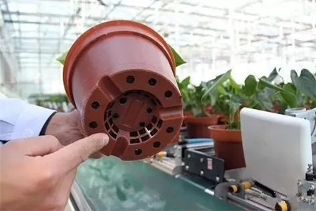 掌握這5點，養(yǎng)花再也不招蟲！