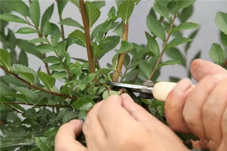 掌握這5點，養(yǎng)花再也不招蟲！