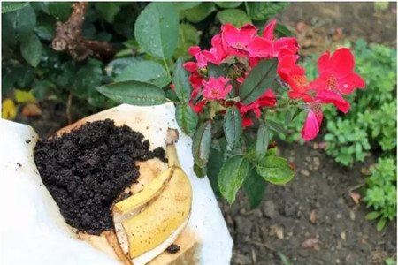 掌握這5點，養(yǎng)花再也不招蟲！