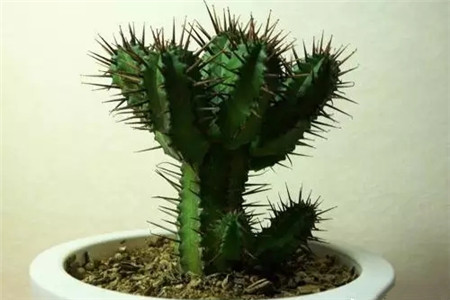 掌握這5點，養(yǎng)花再也不招蟲！