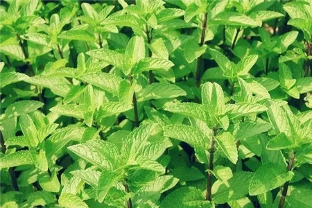 掌握這5點，養(yǎng)花再也不招蟲！