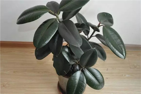 掌握這5點，養(yǎng)花再也不招蟲！