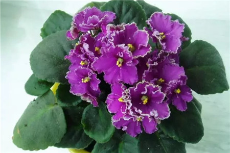 掌握這5點，養(yǎng)花再也不招蟲！