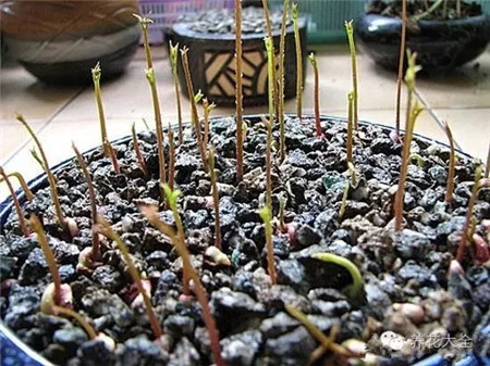 荔枝種子發(fā)芽了