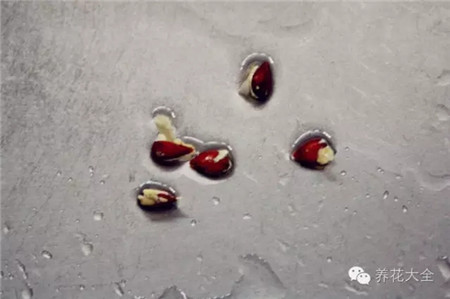 蘋果種子發(fā)芽