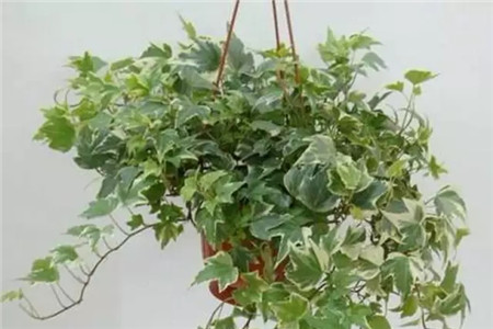 家庭自制殺蟲(chóng)劑，好用無(wú)公害！