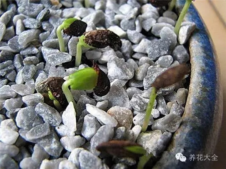 蘋果種子萌發(fā)