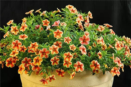 家庭自制殺蟲(chóng)劑，好用無(wú)公害！