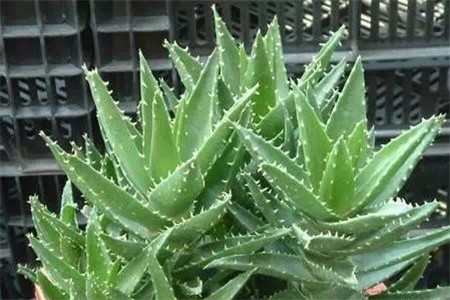 家庭自制殺蟲(chóng)劑，好用無(wú)公害！