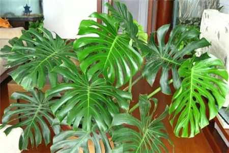 家庭自制殺蟲(chóng)劑，好用無(wú)公害！