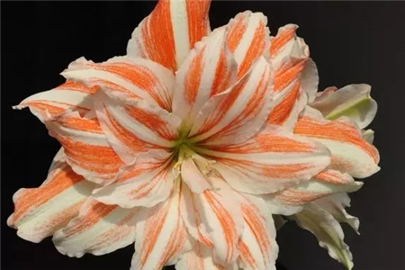 家庭自制殺蟲(chóng)劑，好用無(wú)公害！