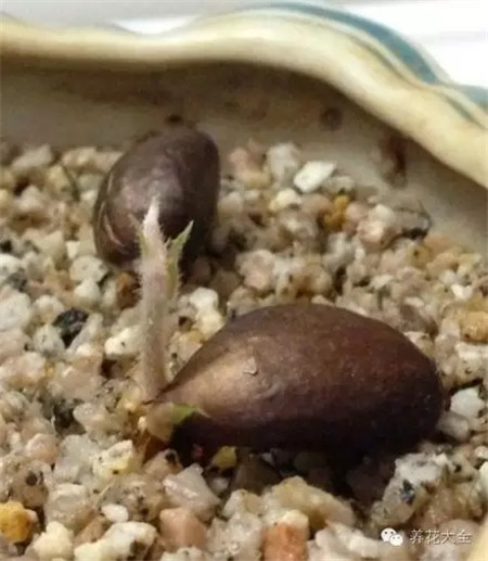 枇杷種子萌發(fā)