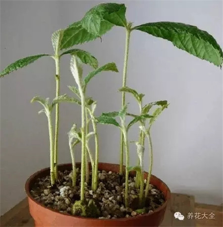 枇杷種子發(fā)芽