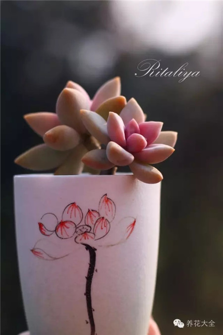 多肉植物歪頭了