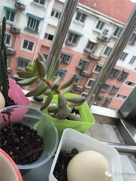 多肉出現(xiàn)問題