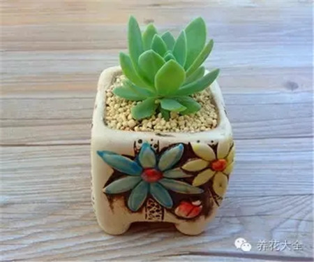 多肉出現(xiàn)歪頭