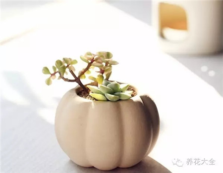 多肉歪頭怎么辦