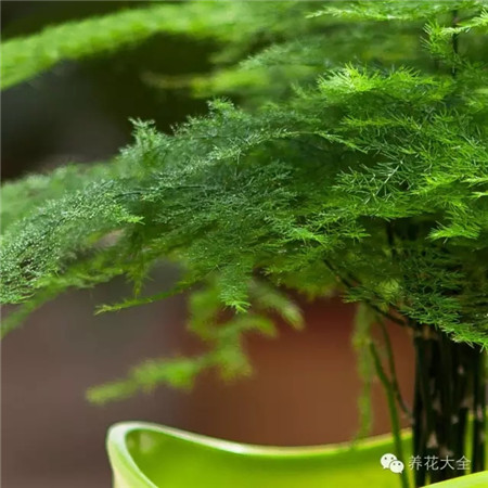 葉狀枝缺失修剪