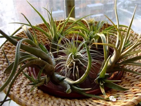 空氣鳳梨養(yǎng)護(hù)