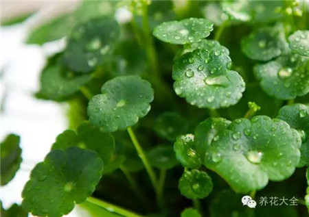 銅錢草養(yǎng)護(hù)