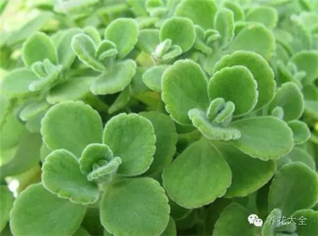 碰碰香養(yǎng)護(hù)