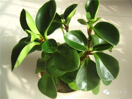 豆瓣綠養(yǎng)護(hù)