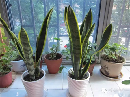 虎皮蘭養(yǎng)護(hù)