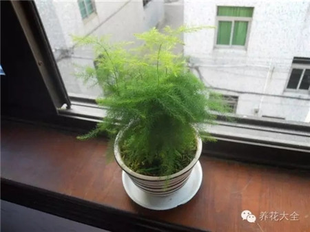 文竹養(yǎng)護(hù)