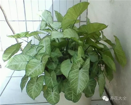 合果芋養(yǎng)護(hù)