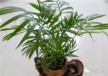 袖珍椰子養(yǎng)護(hù)