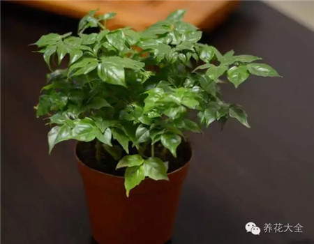 幸福樹(shù)養(yǎng)護(hù)