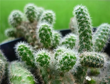 仙人掌養(yǎng)護(hù)