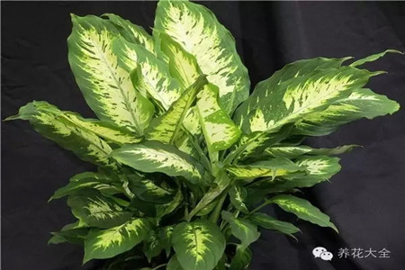 玄關(guān)擺放植物