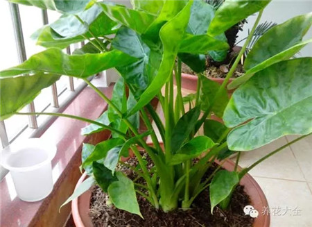 發(fā)霉的食物也可以做肥料