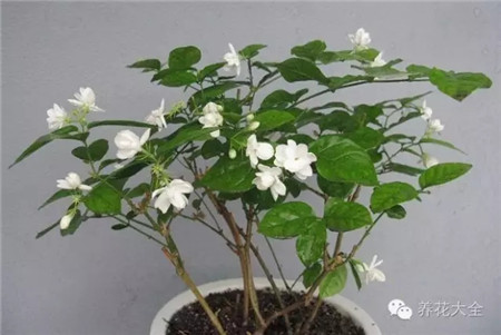 果皮可中和堿性盆土