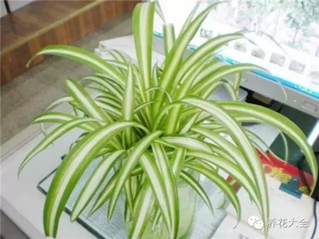 滅花盆中蟲蟻的6個小方法