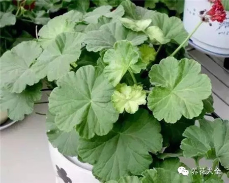 養(yǎng)花除臭法