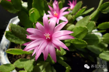 如何讓蟹爪蘭提前開花