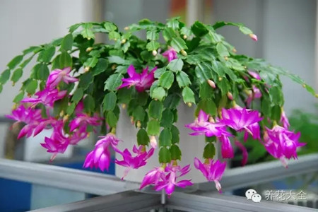 蟹爪蘭如何澆水