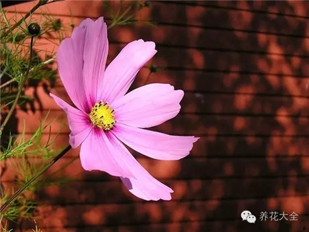 波斯菊生長環(huán)境