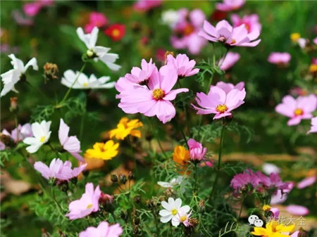 波斯菊養(yǎng)護