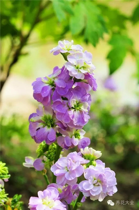 紫羅蘭生長環(huán)境